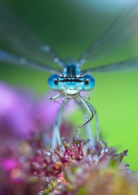 Dragonfly..cute❤ ..but a tad bit creepy* if u look at it too long :  / Dragonfly Photos, Dragon Flys, Blue Dragonfly, A Bug's Life, Dragonfly Art, Beautiful Bugs, Bugs And Insects, Front View, Macro Photography