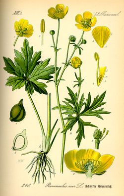 Ranunculus acris - Wikispecies Meadow Buttercup, Floral Drawings, Illustration Botanique Vintage, Buttercup Flower, Illustration Botanique, Botanical Illustration Vintage, Edward Hopper, Wildflower Garden, Vintage Botanical Prints