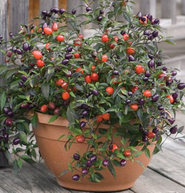 Ornamental Pepper Pretty in Purple leaves are solid purple or variegated purple & green. Pungent fruits may be used as hot pepper seasoning. Purple Pepper, Pretty In Purple, Pepper Seeds, Heirloom Seeds, Stuffed Hot Peppers, Caicos Islands, Garden Seeds, Turks And Caicos Islands, Container Gardening