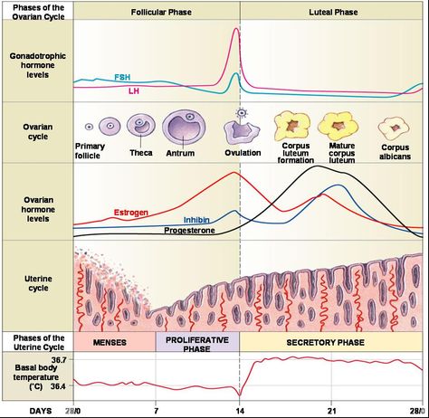 Phases of ovarian cycle Ovarian Cycle, Anatomy Education, Biology College, Mcat Study, Biology Facts, Medical Laboratory Science, Female Reproductive System, Associate Degree, Medicine Student