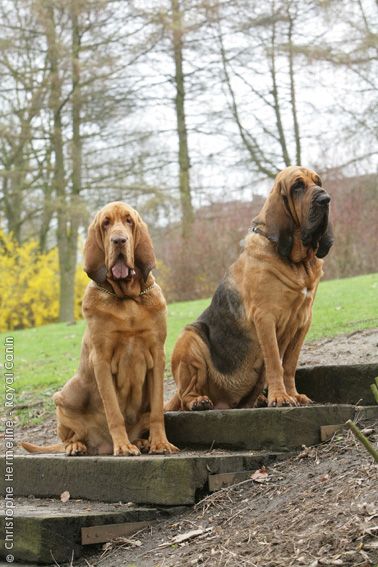 Rayland Red (left) and Moonshine (right). My fictional bloodhounds. Red is mine, Moon is Jordan's. Sigh. I can dream :) Blood Hounds, Blood Hound, Bloodhound Puppies, Grand Basset Griffon Vendeen, Petit Basset Griffon Vendeen, Bloodhound Dogs, Hound Dogs, Crazy Dog Lady, Weimaraner