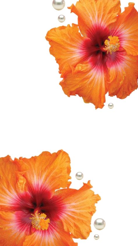 Orange Hibiscus Wallpaper, Orange Flowers Aesthetic Wallpaper, Orange Flower Wallpaper, Orange Wallpapers, Photo Kitchen, Phone Things, Spirituality Affirmations, Trippy Wallpaper, Random Pict