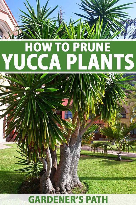 Yucca Tree, Vegetable Benefits, Yucca Plant, Hardiness Zones, Tree Pruning, Replant, Plant Cuttings, Succulent Garden, Pink Blossom