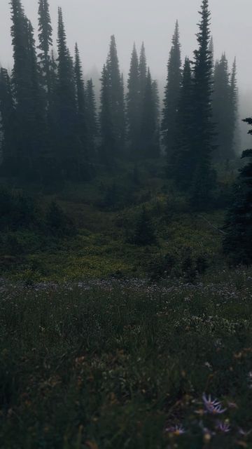 Foggy Aesthetic, Foggy Trees Aesthetic, Rainy Vibes, Foggy Flower Field, Foggy Nature, Fog Aesthetic, Foggy Aesthetic Hill, Foggy Aesthetic Mountain, Rainy Aesthetic