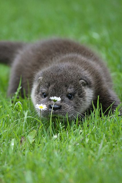 Otter stopping to smell the flowers #coupon code nicesup123 gets 25% off at  Provestra.com Skinception.com Baby Otter, Otters Cute, Baby Otters, Animal Fun, Lovely Animals, Cute Creatures, Sweet Animals, Art References, An Animal