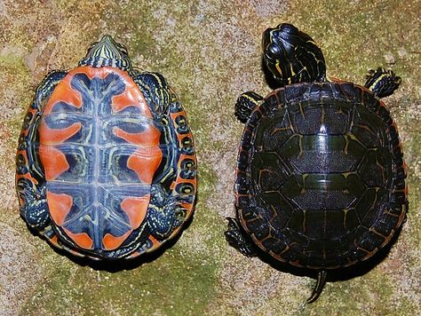 Western Painted Turtle Hatchling ~Carapace and Plastron~ Different Types Of Turtles, Western Painted Turtle, Yellow Bellied Slider, Painted Turtles, Turtles For Sale, Types Of Turtles, Slider Turtle, Water Turtle, Painted Turtle