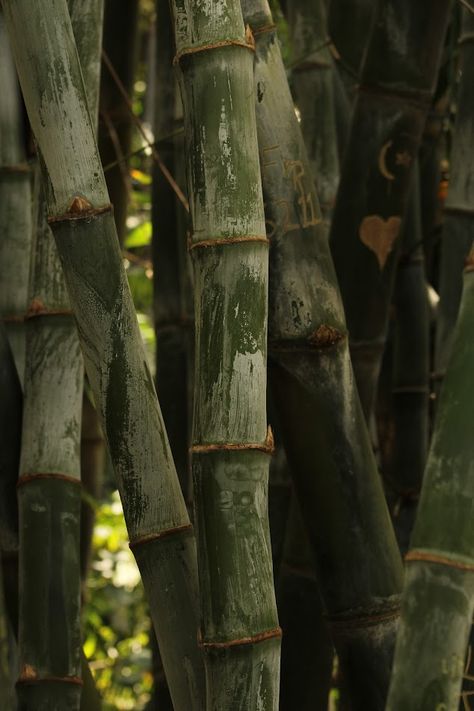 Bamboo Aesthetic Wallpaper, Bambu Aesthetic, Bamboo Aesthetic, Tree Textures, Green Wave, Motivational Art, Museum Exhibition, Realistic Drawings, Little Flowers