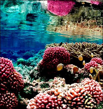 Palmyra Atoll, Ocean Acidification, Coral Bleaching, Ocean Science, Ocean Photos, Marine Ecosystem, Colorful Landscape, Animal Jokes, Cute Animal Drawings