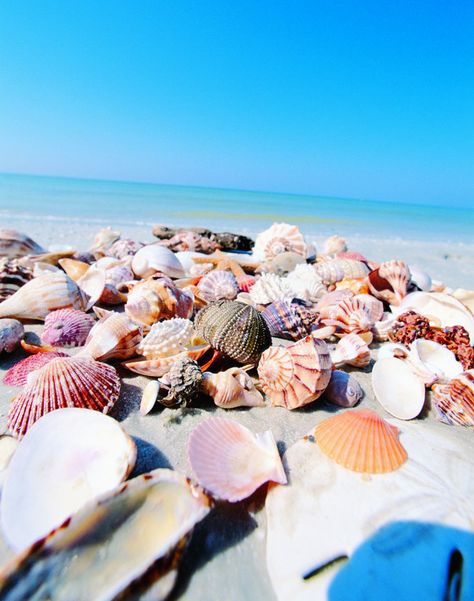 …to up close and personal… | 17 Astonishing Images That Will Make You Want To Live In SW Florida Sanibel Island Florida, Florida City, Captiva Island, Fort Myers Beach, I Love The Beach, Sanibel Island, Surprising Facts, Images Esthétiques, Florida Vacation