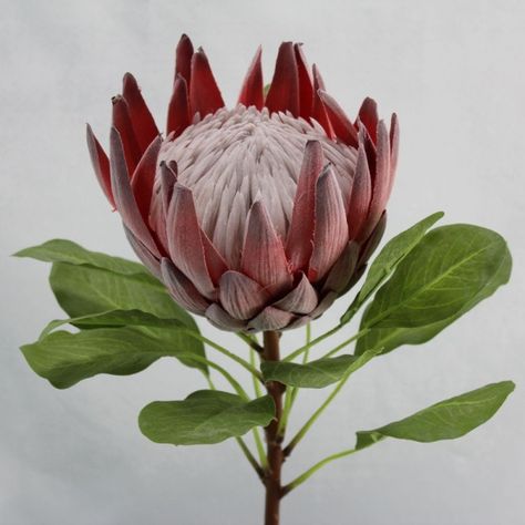 Superior quality artificial King Protea Flower. Large & very ... Queen Protea, King Protea Flower, Faux Queen, Protea Art, King Protea, Protea Flower, Australian Native Flowers, Native Flowers, Flowers For Sale