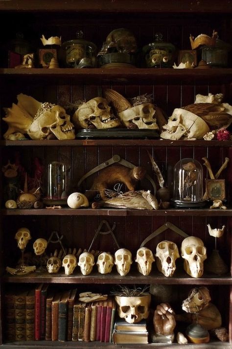 cabinet of curiosities | wearethemuseumcollective Dark Acadamia, Arte Steampunk, Bedroom Trends, Vulture Culture, Cabinet Of Curiosities, Gothic Aesthetic, Witch Aesthetic, Dark Academia Aesthetic, Academia Aesthetic