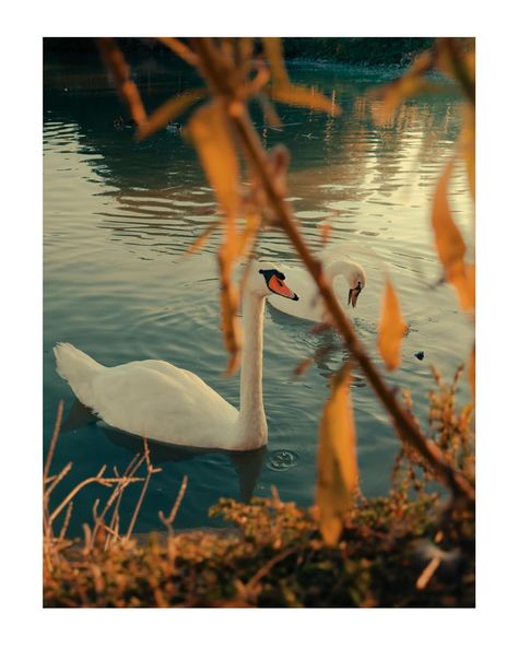 framed 🦢 📸Fuji x100VI . . . . . #photooftheday #photography #animals #naturephotography #lightroom #vsco ##fujifilm #colorprofile #looklikefilm #aesthetic #film #instagram #instagram #instalike #instalove #instapic #pictures #lake #sunset #goldenhour #travelgram #travelphotography Film Instagram, Aesthetic Film, Photography Animals, Lake Sunset, Color Profile, Color Photography, Golden Hour, Lightroom, Travel Photography