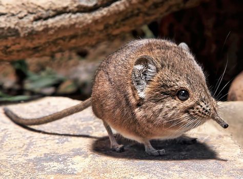 The elephant shrew’s closest relative isn’t a shrew — it’s actually an elephant. | The 35 Cutest Facts Of All Time Bizarre Animals, Elephant Shrew, Animal Facts, Weird Animals, Happy Animals, Animal Friends, Endangered Species, Hedgehogs, Rodents