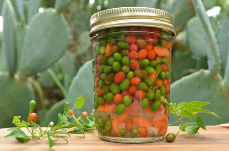 Pickled pequin peppers (Chile pequin en escabeche) Chile Pequin, Chili Pequin, Pickle Vegetables, Canning Chili, Canning Peppers, Ranch Recipes, Mexican Chili, Canning Pickles, Chile Recipes