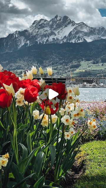 Travel ↬ ISA + DAVE on Instagram: "Springtime strolls in Lucerne - we loved the slow walk despite the cold wind. Lucerne is so walkable! 💐 Top views? From the Gütsch hill. 👀 Spot the swimmer, he put a timer on the bench for safety reasons. 🏊 #springinlucerne #luzerncity #citytovisit" Switzerland Travel, Lucerne, Top View, Spring Time, Our Love, Switzerland, Bench, Travel, Instagram