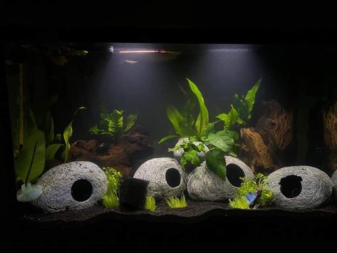 Black Sand Fish Tank, Aquarium Scaping, Sand Fish Tank, Beta Tank, Betta Tanks, Tank Terrarium, Fish Aquarium Decorations, Fish Tank Terrarium, Betta Tank