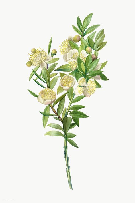 Myrtle Tattoo, Vintage Herbs, Myrtle Flower, Maria Sibylla Merian, Botanical Printables, Herbs Illustration, Scientific Drawing, Fun Tattoos, Branch Tattoo