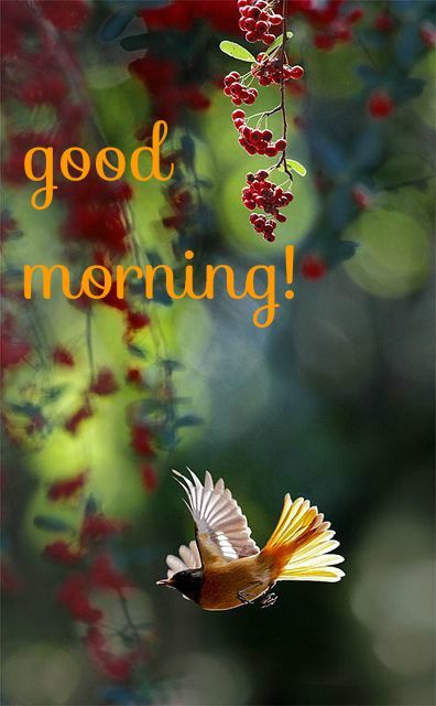 good morning card with bird flying Bird Flying, Nature Tour, Good Morning Cards, Pretty Birds, Jolie Photo, Red Berries, Good Morning Images, Bird Watching, Morning Images