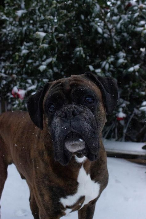 Boxers Aesthetic, My Family Photo, Boxer Aesthetic, Grey Warden, Aesthetic Dog, Boxer (dog), Boxer Love, Family Photo Album, Dream Dog