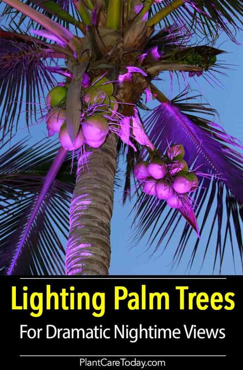 Palm tree lighting can dramatically change the landscape. Learn "How To" Illuminate and light palm trees and other plants for the night garden [DETAILS] Christmas Palm Tree Landscaping, Palm Tree Lights Outdoor, Tree Base Landscaping, Palm Tree Lighting, Foxtail Palm Tree, Tropical Halloween, Palm Trees For Sale, Exterior Christmas Lights, Palm Tree Lights