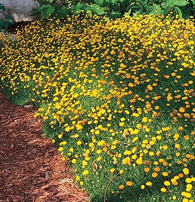 Flowering Groundcovers Brighten the Yard - Extreme How To Low Water Plants, High Country Gardens, Succulent Landscape Design, Lawn Alternatives, Diy Lawn, Succulent Landscaping, Country Gardens, Lawn And Landscape, Ground Cover Plants