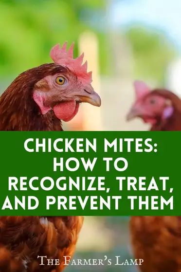 Chicken Mites: How To Recognize, Treat, And Prevent Them • The Farmer's Lamp Mites On Chickens, Chicken Mites, Chicken Care, Portable Chicken Coop, Backyard Chicken Coop Plans, Chicken Nesting Boxes, Diy Chicken Coop Plans, Chicken Feeders, Chicken Farming