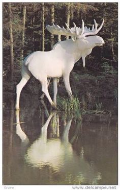 Albino Moose, Rare Albino Animals, White Moose, Albino Animals, Animale Rare, Unusual Animals, Rare Animals, Haiwan Peliharaan, Majestic Animals