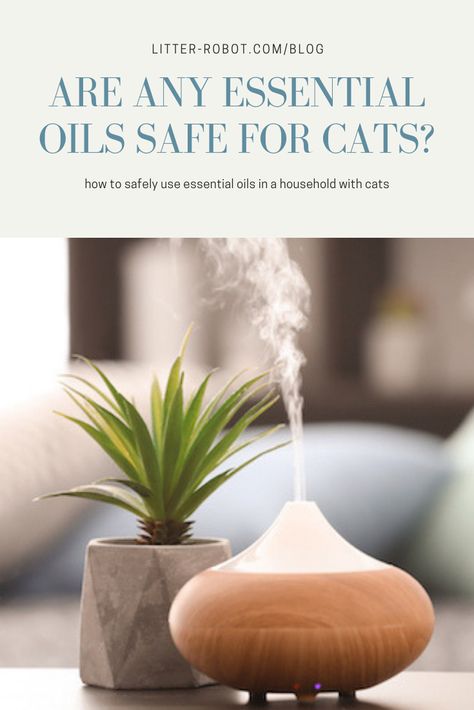 What you need to know about essential oils and cats! Cat Friendly Essential Oils, Essential Oils Safe For Cats, Essential Oils Cats, Litter Robot, Are Essential Oils Safe, Cinnamon Oil, Watery Eyes, Bergamot Oil, Runny Nose