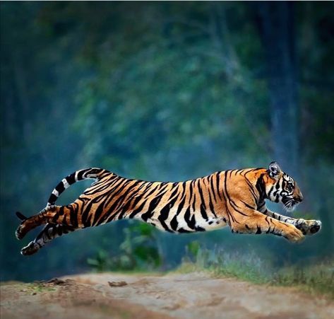 Dog Rap, Tiger Images, Tiger Pictures, Flying Tiger, Nature Architecture, Bengal Tiger, Tiger Art, Airbrush Art, A Tiger