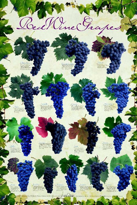 red wine grapes White Wine Grapes, Wine Facts, Wine 101, Wine Grapes, Wine Education, Wine Art, Zinfandel, Wine Cheese, Wine Time