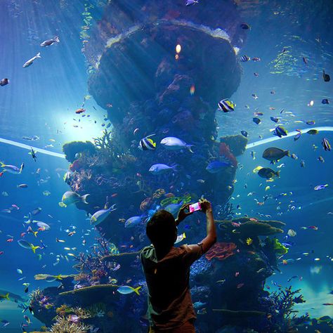 Step into the S.E.A Aquarium at Resorts World Sentosa and take a look into the planet's largest window to the ocean with 100,000+ underwater animals. Ocean Restaurant, Singapore Guide, Ocean Habitat, Singapore Itinerary, Ikan Air Tawar, Sea Aquarium, Strait Of Malacca, Ocean Photos, Air Tawar