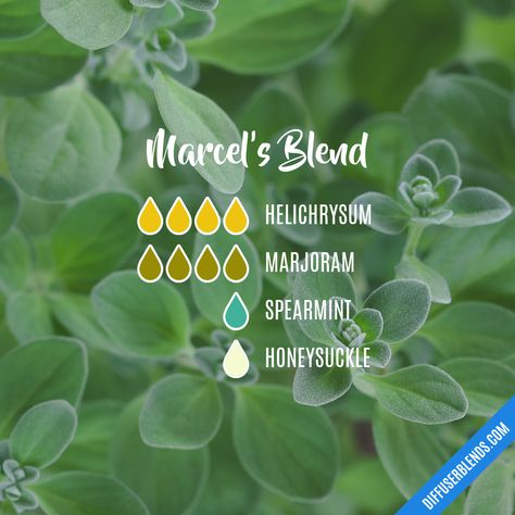 Marcel's Blend | DiffuserBlends.com Magickal Recipes, Honeysuckle Essential Oil, Bath Tips, Herbal Essence, Essential Oil Combinations, Essential Oil Diffuser Blends Recipes, Essential Oils Herbs, Essential Oil Diffuser Recipes, Oil Diffuser Recipes