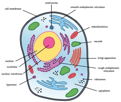 Cell Organelles Drawing, Parts Of Animal Cell, Animal Cell Drawing With Label, Organelles Drawing, Animal Cell Parts, Animal Cell Diagram, Animal Cell Anatomy, Animal Cell Drawing, Cell Definition