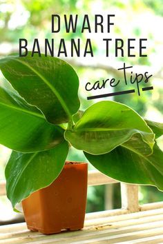 Banana Plant Indoor, Banana Plant Care, Miniature Fruit Trees, Grow Banana Tree, Potted Fruit Trees, Vege Garden, How To Grow Bananas, Garden Perennials, Miniature Fruit