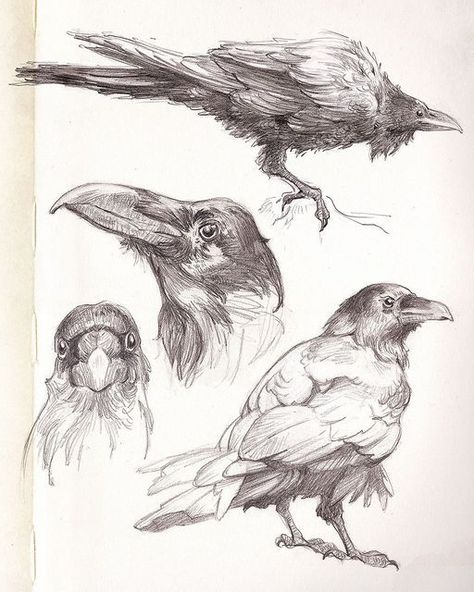 Bird Study Drawing, Crows Drawing, Bird Sketch, Animal Anatomy, Nature Artists, Anatomy Sketches, Animal Study, Fairycore Cottagecore, Sketch Illustration