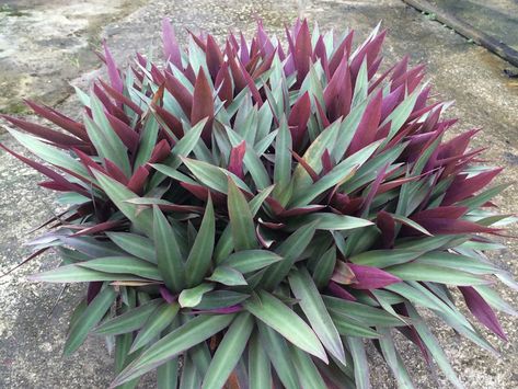 Moses In The Cradle, Common Garden Plants, Basket Plant, Florida Landscaping, Drought Tolerant Garden, Front Garden Landscape, Ground Covers, Tropical Backyard, Succulent Landscaping