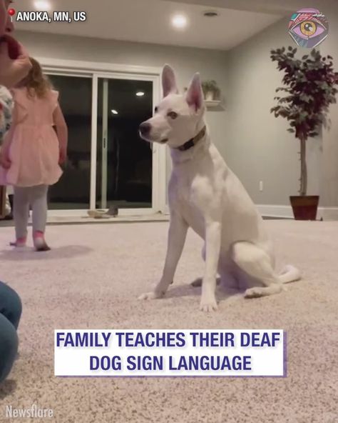 Deaf dog communicates with his humans using sign language | human, dog, sign language | True love can overcome all obstacles ❤️ | By Now I've Seen Everything | Facebook Dog Sign Language, Deaf Dog Training, Human Dog, Deaf Dog, Boy Sign, Good Boy, Bright Side, Sign Language, Love Can