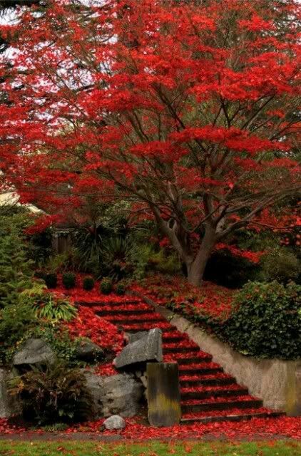 My World (@myworld2121) | Twitter Matka Natura, Autumn Scenes, Red Tree, Red Leaves, Autumn Scenery, Fall Pictures, Lombok, Alam Semula Jadi, Autumn Trees