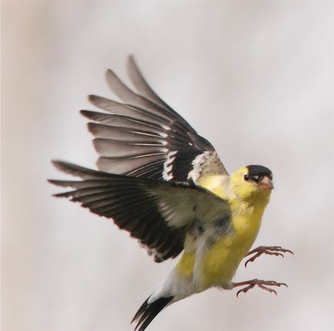 Birds of Madison County: American Goldfinch Goldfinch Drawing, Goldfinch Bird, American Goldfinch, European Goldfinch Tattoo, Goldfinch Illustration, Goldfinch Flying, Goldfinch Photography, Yellow Finch, Animal Spirit Guide