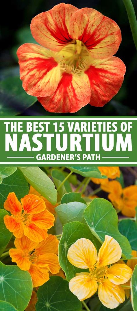 Nasturtiums are colorful in beds and borders, but did you know the buds, flowers, and leaves are also edible? Add a bit of brightness to your veggie patch and a touch of peppery flavor to your salads with these easygoing annuals. Check out our roundup of the best varieties now. #edibleflower #nasturtium #gardenerspath Jasmine Plant, Hydrangea Colors, Veggie Patch, Garden Life, Flower Gardening, Raised Bed, Garden Borders, Growing Herbs, Different Flowers