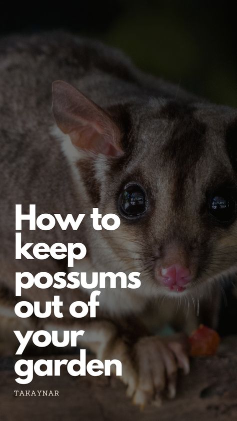 3 Actionable solutions to keep possums out of your garden! Nocturnal Animals, Food Forest, Container Garden, Backyards, Fruit Trees, Container Gardening, At Night, Forest, Animals