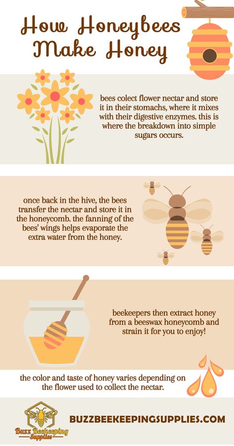 Honey Bee Wallpaper, Types Of Honey Bees, How Bees Make Honey, Bee Identification, Honey Facts, How To Start Beekeeping, Honey Bee Facts, Bee Wallpaper, Bee Life Cycle