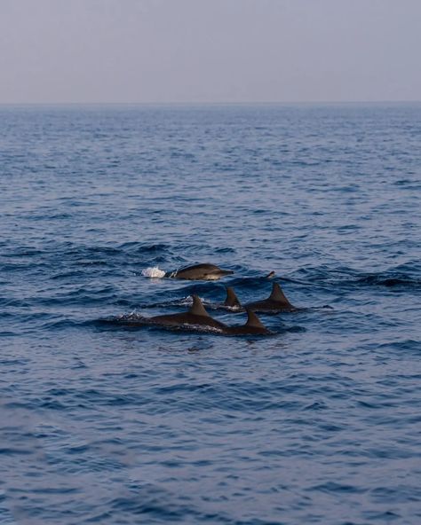 BEAUTIFUL BALICASAG ISLAND SNORKELLING & DOLPHIN WATCHING IN PANGLAO, BOHOL - THE MAP CHASERS: OUR TRAVEL ADVENTURES Small Canoe, Panglao Bohol, Dolphin Watching, Big Turtle, Private Boat, Bottlenose Dolphin, Snorkels, Free Diving, Bohol