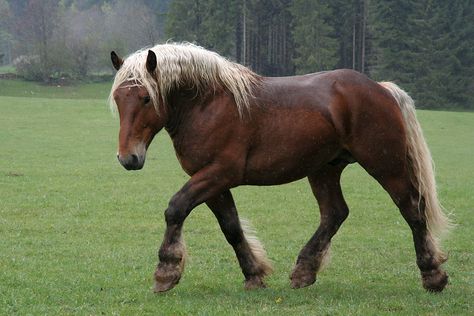 Comtois stallion Comtois Horse, Belgian Draft Horse, Horse Coat Colors, Rasy Koni, Draft Horse, Black Horses, Most Beautiful Horses, Majestic Horse, Horses And Dogs