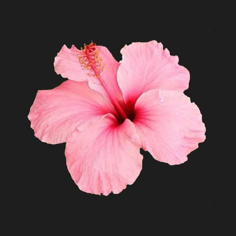 Cute Icons For Widgets, Pink Hibiscus Black Background, Hibiscus Flower Dark Background, Flower Png Black Background, Hibiscus Flower Pfp, Pink Hibiscus Flower Aesthetic, Flower In Black Background, Flowers With A Black Background, Wallpaper Flowers Iphone