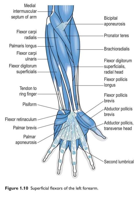 Muscle Diagram Anatomy, Manual Muscle Testing Chart, Forearm Muscle Anatomy, Leg Muscles Anatomy, Body Muscle Anatomy, Muscular System Anatomy, Human Muscle Anatomy, Physical Therapy Student, Nursing School Essential