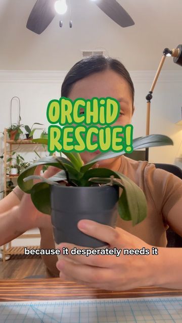 Orchid Rescue, Orchids Phalaenopsis, Orchid Terrarium, Orchid Plant Care, Redecorating Ideas, Orchid Plant, Plant Ideas, Orchid Care, Garage Ideas