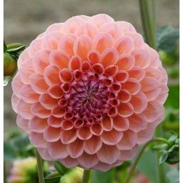 Dream Farmhouse, Baby Ball, Dahlia Flower, Dahlia, Wedding Flowers, Plants, Flowers, Pink