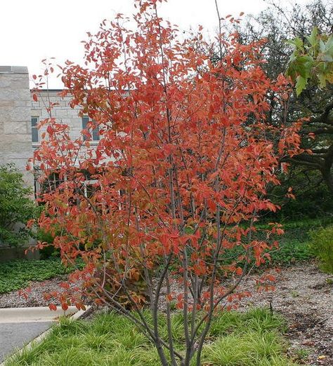 Amelanchier 'autumn brilliance' Cottage Front Garden, Tudor Garden, Wishlist Plants, Petunia Plant, Trellis Garden, Hydrangea Quercifolia, Plant Encyclopedia, Native Gardens, Early Spring Flowers