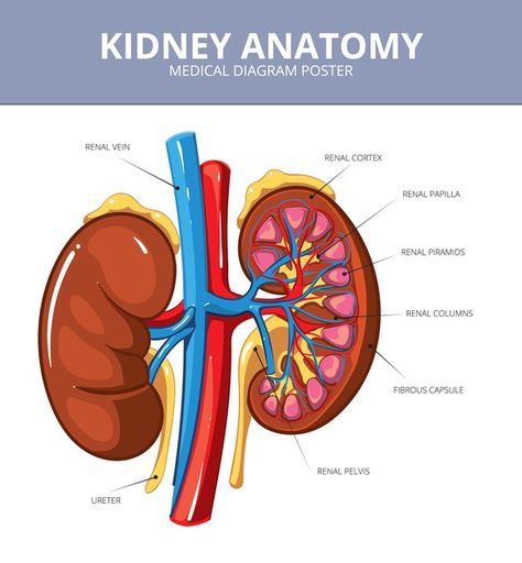 Kidney medical vector diagram poster. in... | Free Vector #Freepik #freevector #infographic #education #medical #health Kidney Anatomy, Human Kidney, Anatomy Organs, Kidney Recipes, Renal Diet, Kidney Damage, Kidney Cleanse, Kidney Health, Diagram Design